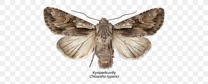 Silkworm Moth Brush-footed Butterflies IPhone Naver Blog, PNG, 790x330px, Silkworm, Apple, Arthropod, Blog, Bombycidae Download Free