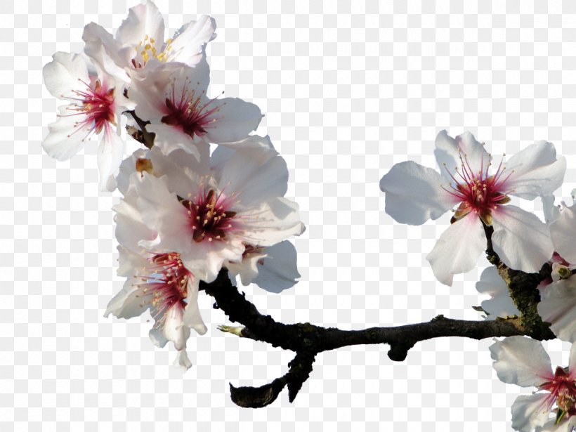 Almond Blossoms Cherry Blossom Peach, PNG, 1200x900px, Almond Blossoms, Almond, Blossom, Branch, Cherry Download Free