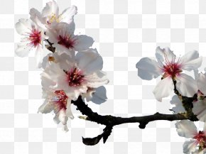 White Peach - Almond Blossoms Cherry Blossom Peach PNG