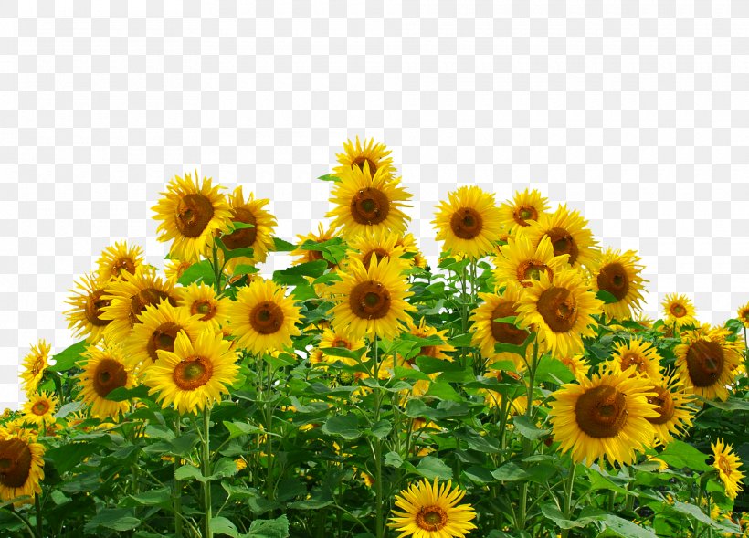 Common Sunflower Sunflower Seed Desktop Wallpaper Plant, PNG, 1920x1381px, Common Sunflower, Annual Plant, Daisy Family, Desktop Environment, Field Download Free