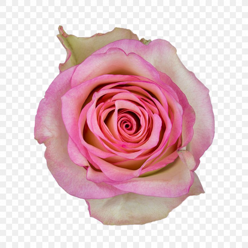 Garden Roses Cabbage Rose Floribunda Cut Flowers Petal, PNG, 900x900px, Garden Roses, Cabbage Rose, Close Up, Closeup, Cut Flowers Download Free