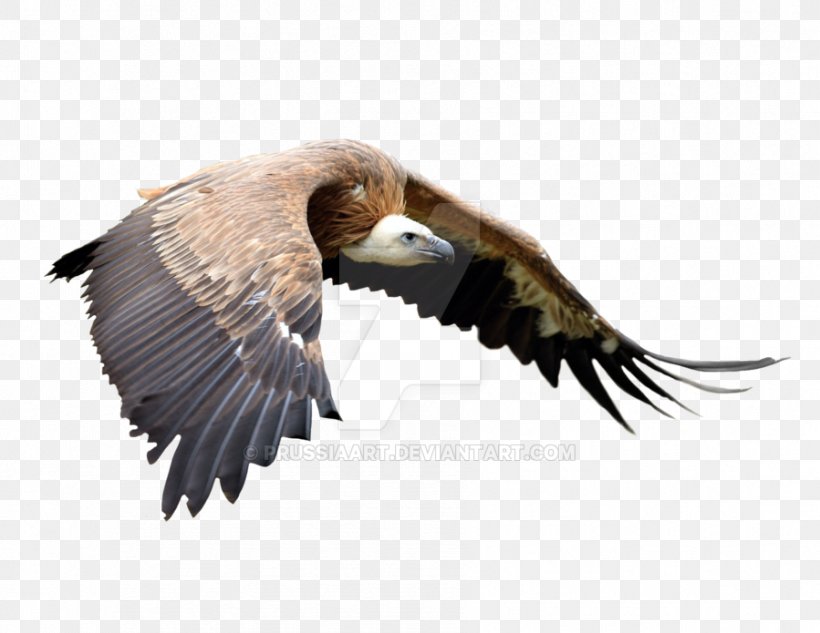 Bird Of Prey Bald Eagle Vulture, PNG, 899x695px, Bird, Accipitriformes, Bald Eagle, Beak, Bird Of Prey Download Free