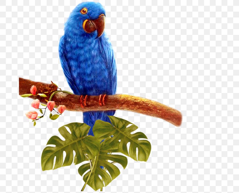 Bird Parrot, PNG, 690x664px, Bird, Android, Beak, Color, Common Pet Parakeet Download Free