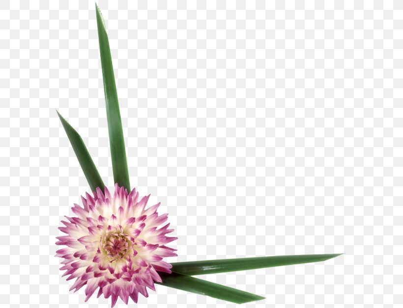 Flower Petal, PNG, 600x628px, 2017, Flower, Animaatio, Flowering Plant, Information Download Free
