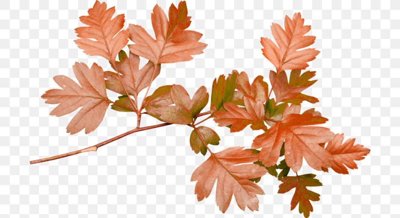 Leaf Branch Petal Clip Art, PNG, 700x448px, Leaf, Abscission, Autumn, Branch, Digital Image Download Free