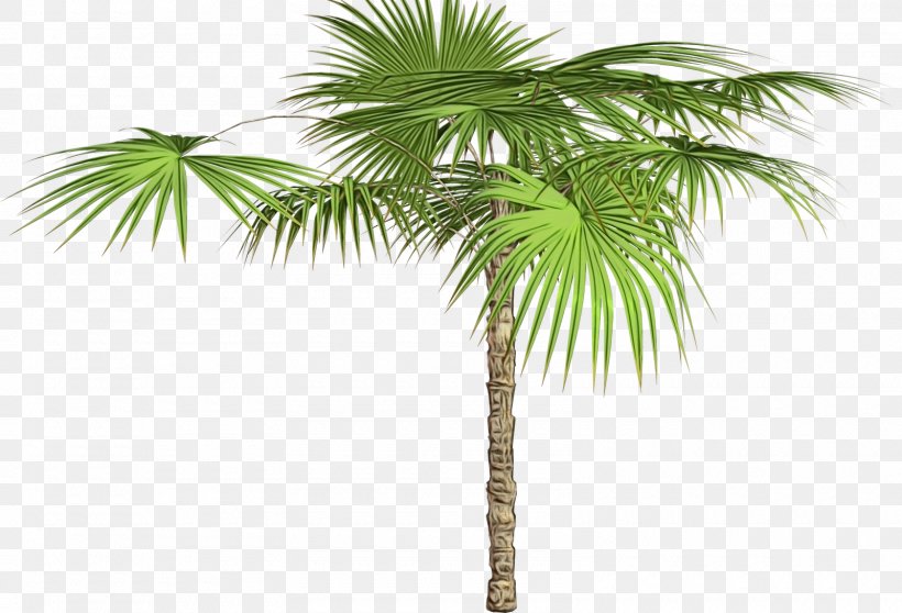 Asian Palmyra Palm Palm Trees Coconut Babassu, PNG, 1600x1089px, Asian Palmyra Palm, Arecales, Attalea Speciosa, Babassu, Borassus Download Free