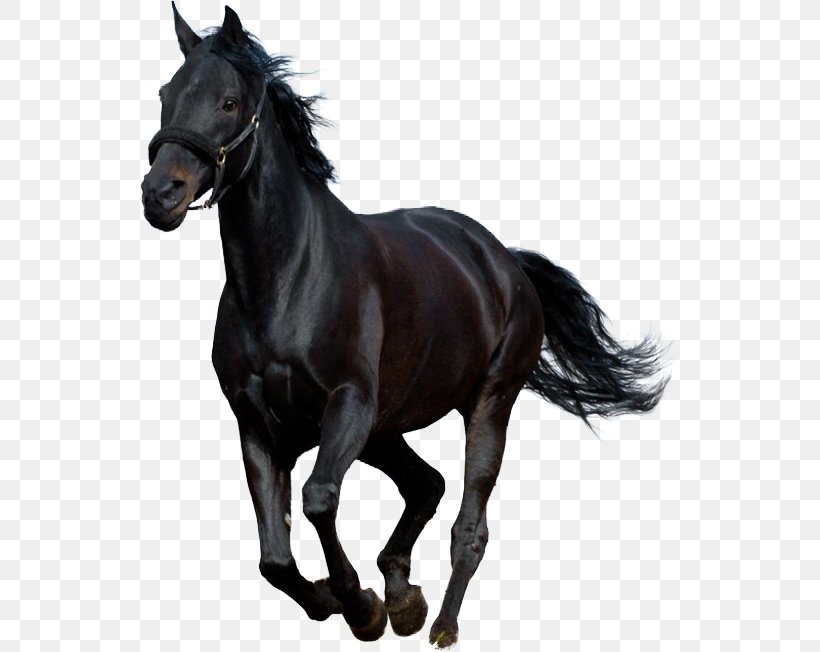 Black Beauty Audiobook (Illustrated Classics) Horse Stallion, PNG, 541x652px, Black Beauty, Anna Sewell, Audible, Audiobook, Black Download Free