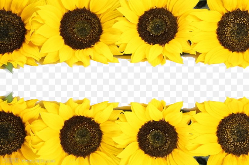 Common Sunflower, PNG, 1024x683px, Common Sunflower, Daisy Family, Flower, Flowering Plant, Petal Download Free