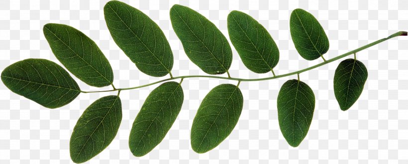 Leaf Plant Stem Branch Clip Art, PNG, 2814x1131px, Leaf, Autumn, Branch, Flower, Green Download Free