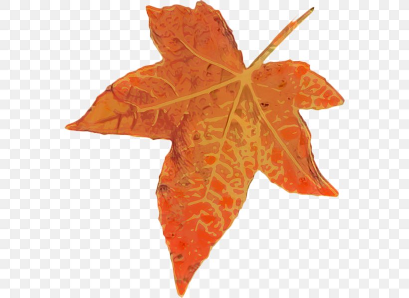 Maple Leaf, PNG, 563x599px, Maple Leaf, Black Maple, Deciduous, Flower, Flowering Plant Download Free