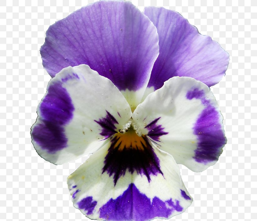 Pansy Violet Lilac Flower Viola Sororia, PNG, 654x706px, Pansy, Annual Plant, Blue, Flower, Flowering Plant Download Free