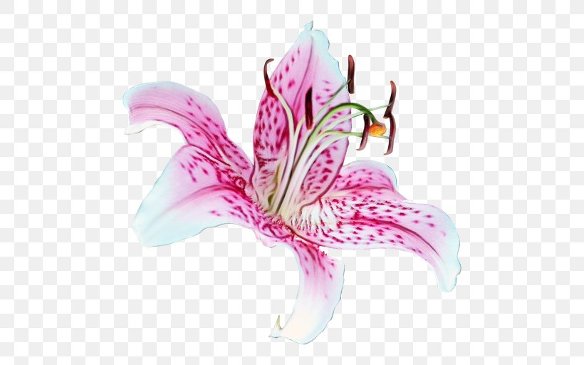 Tiger Lily Madonna Lily Lily 'Stargazer' Easter Lily Clip Art, PNG, 640x512px, Tiger Lily, Alstroemeriaceae, Amaryllis Belladonna, Amaryllis Family, Arumlily Download Free