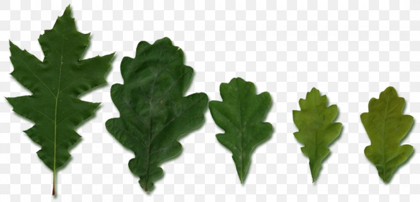 Leaf Vegetable Plant Stem Tree, PNG, 1066x514px, Leaf, Grass, Leaf Vegetable, Plant, Plant Stem Download Free