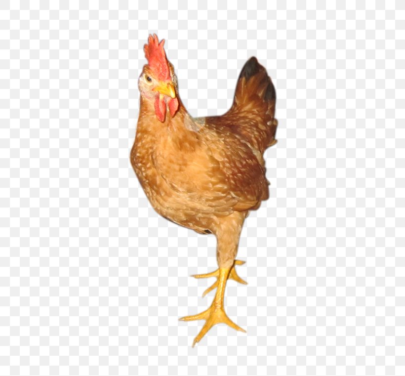 Rooster Kien Chicken Broiler Gà Ta Lai White-faced Black Spanish, PNG, 490x761px, Rooster, Beak, Bird, Broiler, Chicken Download Free