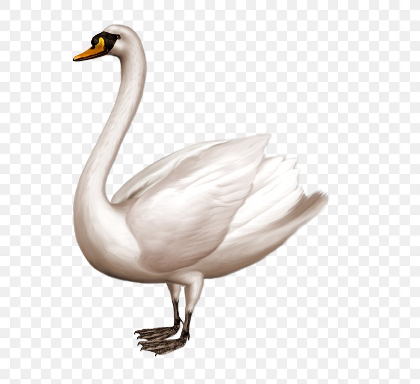Mute Swan Duck Clip Art, PNG, 750x750px, Mute Swan, Beak, Bird, Cygnini, Duck Download Free