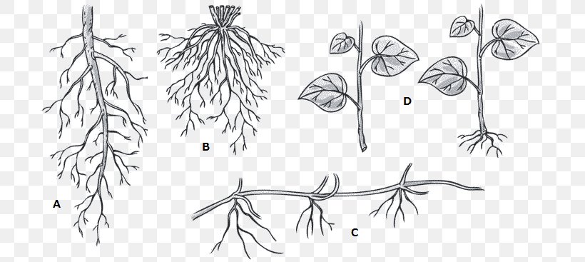 Twig /m/02csf Line Art Plant Stem Drawing, PNG, 719x367px, Twig, Artwork, Black And White, Branch, Drawing Download Free