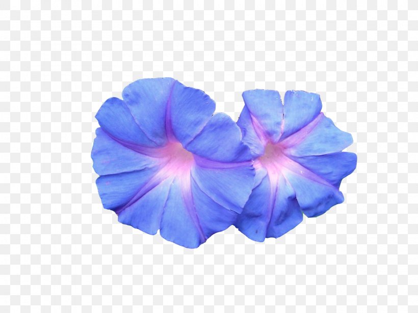 Flower Sacred Geometry Petal Drawing, PNG, 1280x960px, Flower, Blue, Camila Salazar, Cobalt Blue, Drawing Download Free