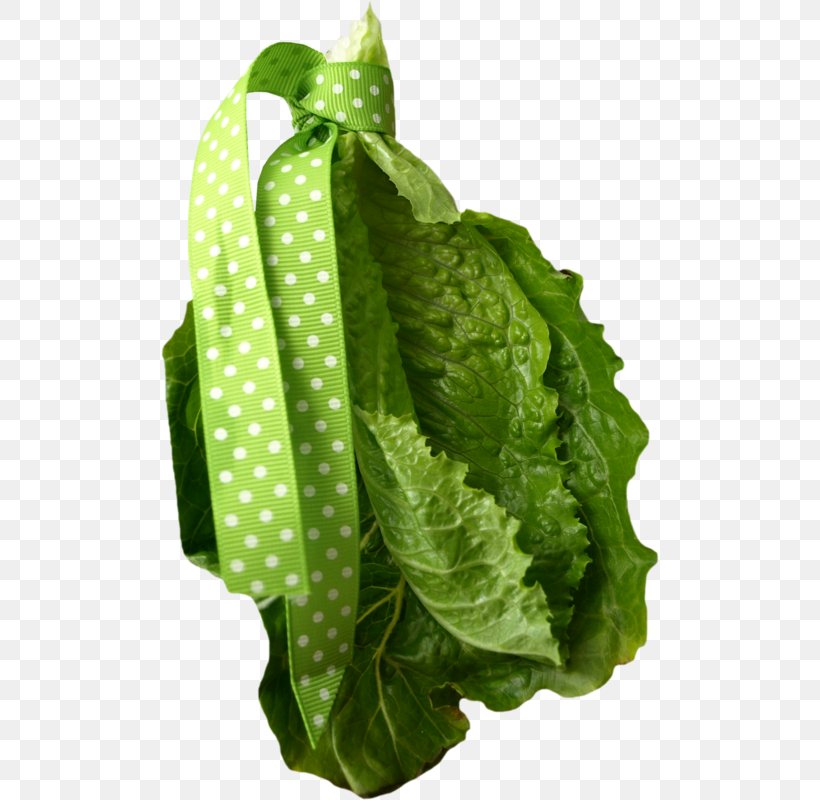 Green Leaf Background, PNG, 498x800px, Romaine Lettuce, Albom, Anthurium, Arugula, Cabbage Download Free