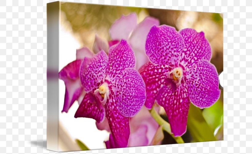 Moth Orchids Cattleya Orchids Dendrobium Pink M, PNG, 650x503px, Moth Orchids, Cattleya, Cattleya Orchids, Dendrobium, Flora Download Free