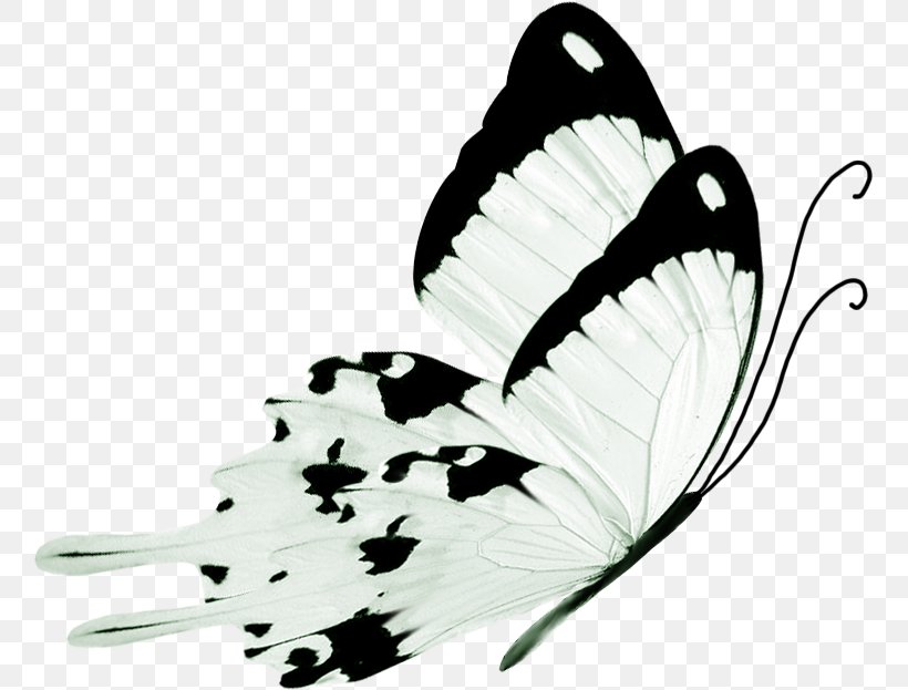 Butterfly Black And White, PNG, 758x623px, Butterfly, Black, Black And White, Butterflies And Moths, Color Download Free