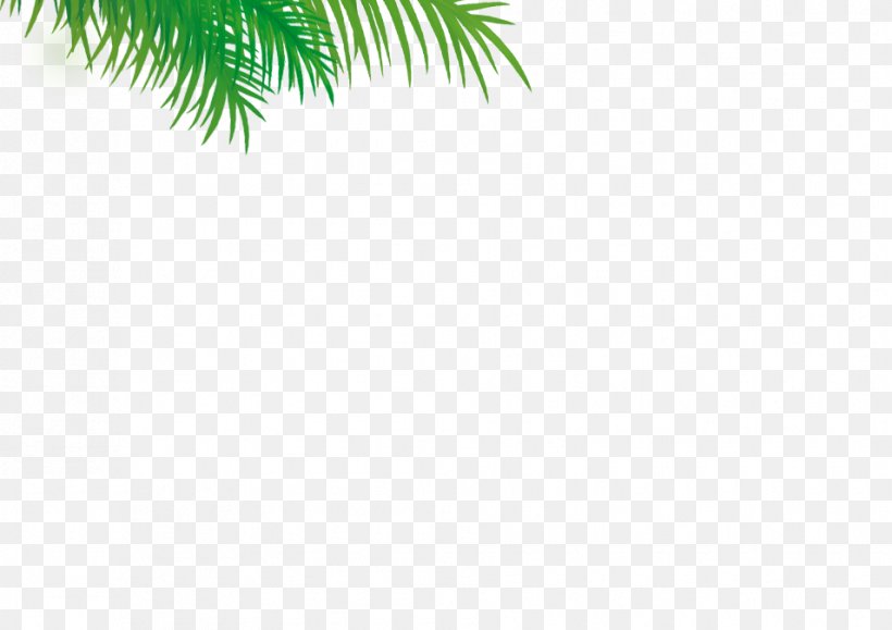 Evergreen Date Palm Leaf Pine, PNG, 955x675px, Evergreen, Arecaceae, Arecales, Branch, Date Palm Download Free