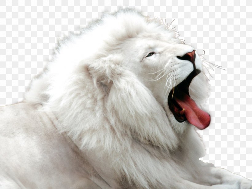 Kimba The White Lion Felidae Big Cat, PNG, 900x675px, Lion, Animal, Big Cat, Big Cats, Cat Like Mammal Download Free