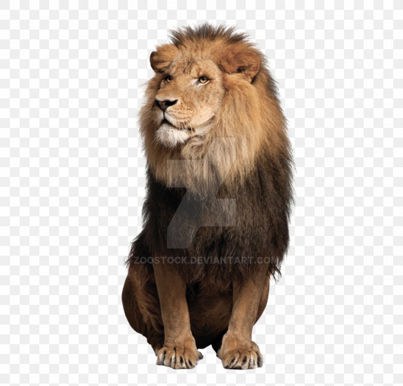 Tiger Jaguar Cat Liger African Lion, PNG, 900x862px, Tiger, African Lion, Animal, Big Cat, Big Cats Download Free