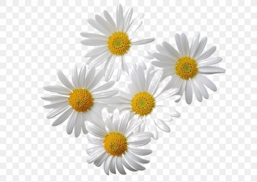 Chamomile Clip Art, PNG, 865x614px, Chamomile, Aster, Chamaemelum Nobile, Chrysanths, Daisy Download Free