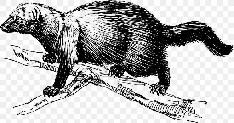 Fisher Drawing Animal Clip Art, PNG, 1000x529px, Fisher, Animal, Artwork, Bear, Black And White Download Free