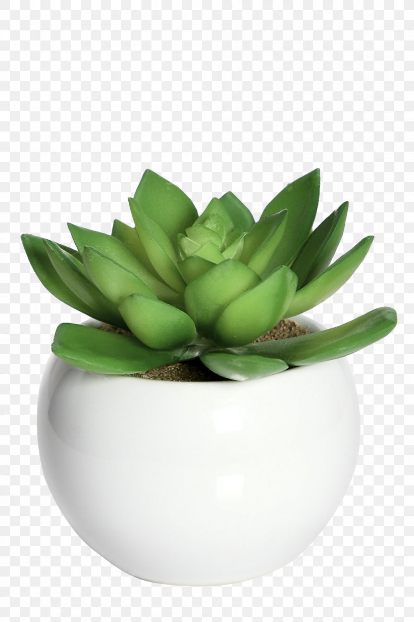 Flowerpot Plant Lil Paradise Renting Artificial Flower, PNG, 1000x1500px, Flowerpot, Artificial Flower, Blanket, Cactaceae, Flower Download Free