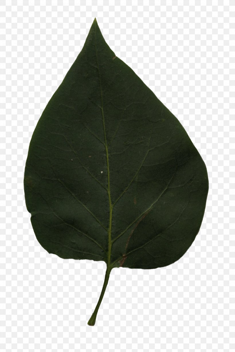 Leaf, PNG, 2304x3456px, Leaf, Plant Download Free