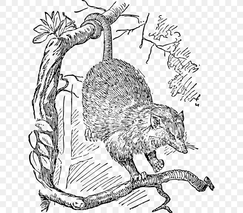Opossum Drawing Phalangeriformes Clip Art, PNG, 628x720px, Opossum, Art, Beaver, Black And White, Carnivoran Download Free