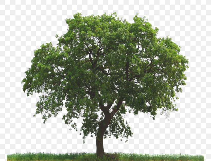 Tree Oak Pruning Arborist Nursery, PNG, 768x627px, Tree, Acer Campestre, Arborist, Bonsai, Branch Download Free