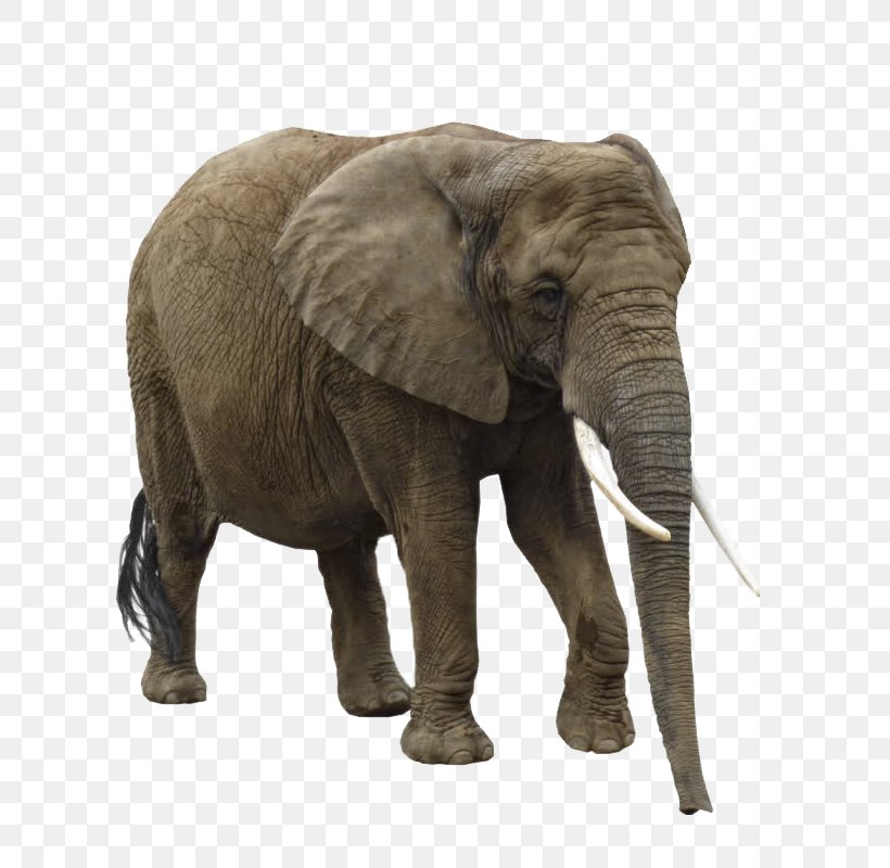 Asian Elephant African Elephant Clip Art, PNG, 800x800px, Asian Elephant, African Elephant, Animal, Computer, Display Resolution Download Free