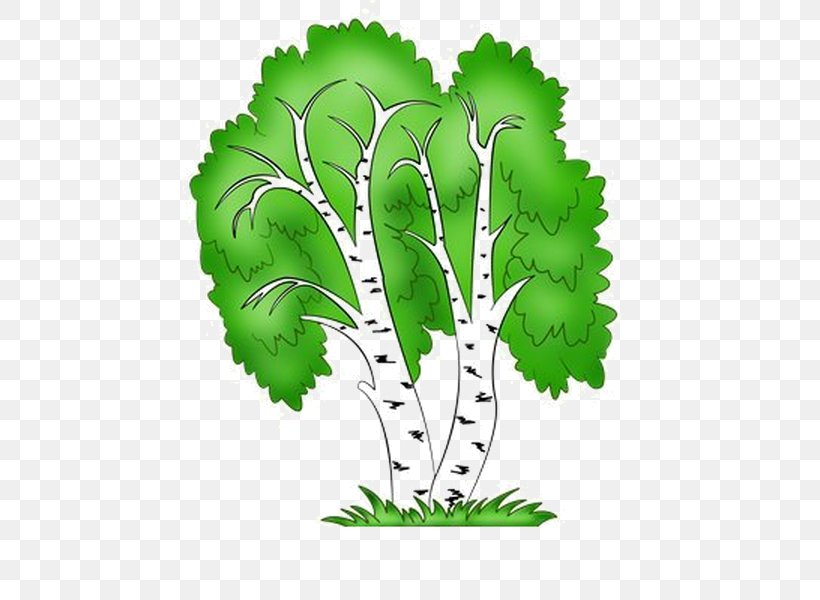 Birch Tree Conifers Shrub, PNG, 600x600px, Birch, Apples, Child