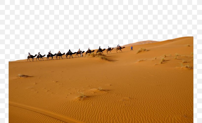 Desert Sand Erg Aeolian Landform Sahara, PNG, 750x500px, Desert, Aeolian Landform, Camel, Dune, Erg Download Free