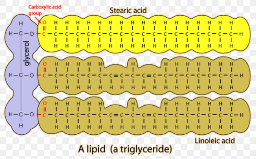 Lipid Biomolecule Biology Macromolecule Organism, PNG, 1410x876px, Lipid, Area, Biology, Biomolecule, Carbohydrate Download Free