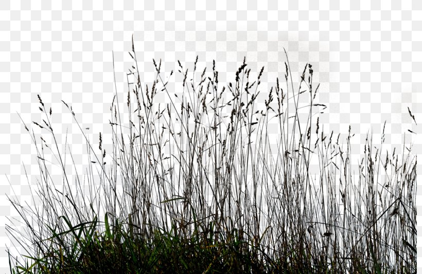 Ornamental Grass Lawn Clip Art, PNG, 800x533px, Ornamental Grass, Black And White, Branch, Grass, Grass Family Download Free