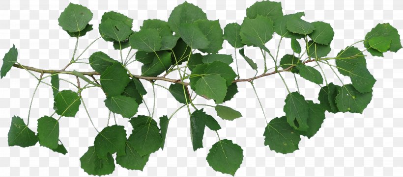 TT Leaf Plant Stem, PNG, 4391x1938px, Leaf, Birch, Branch, Ivy, Plant Download Free