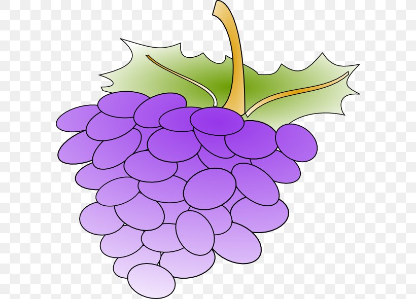 Common Grape Vine Wine Grape Leaves Clip Art, PNG, 600x590px, Common Grape Vine, Drawing, Flower, Flowering Plant, Food Download Free