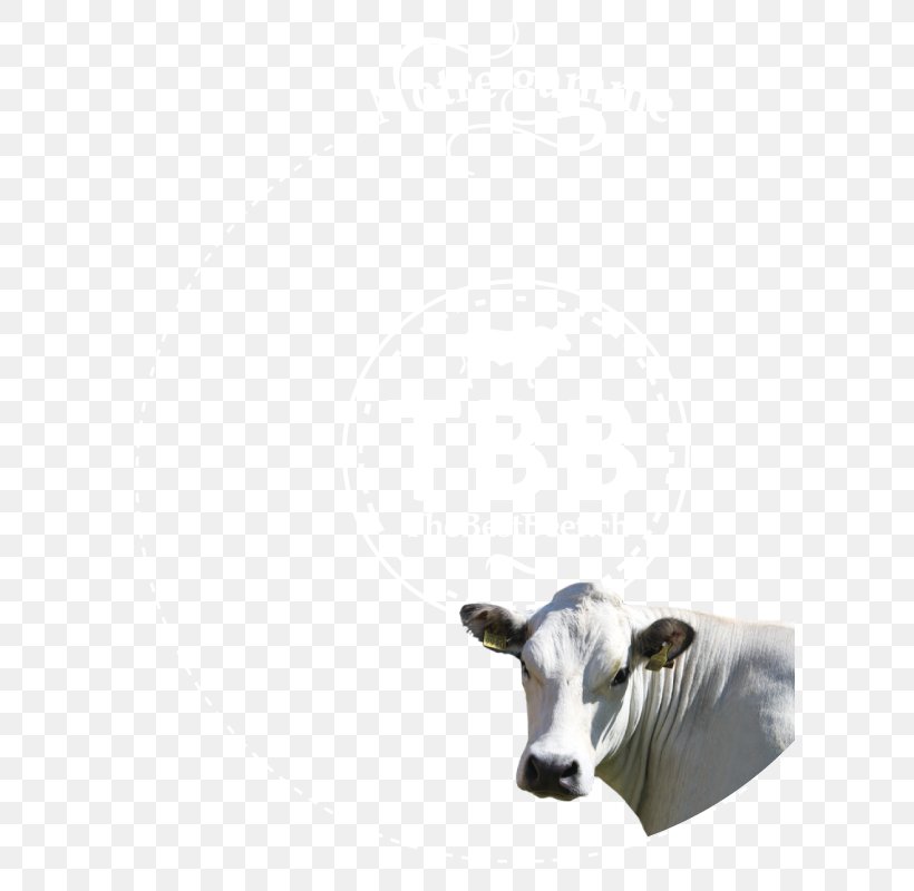 Dairy Cattle Snout, PNG, 606x800px, Dairy Cattle, Cattle, Cattle Like Mammal, Cow Goat Family, Dairy Download Free