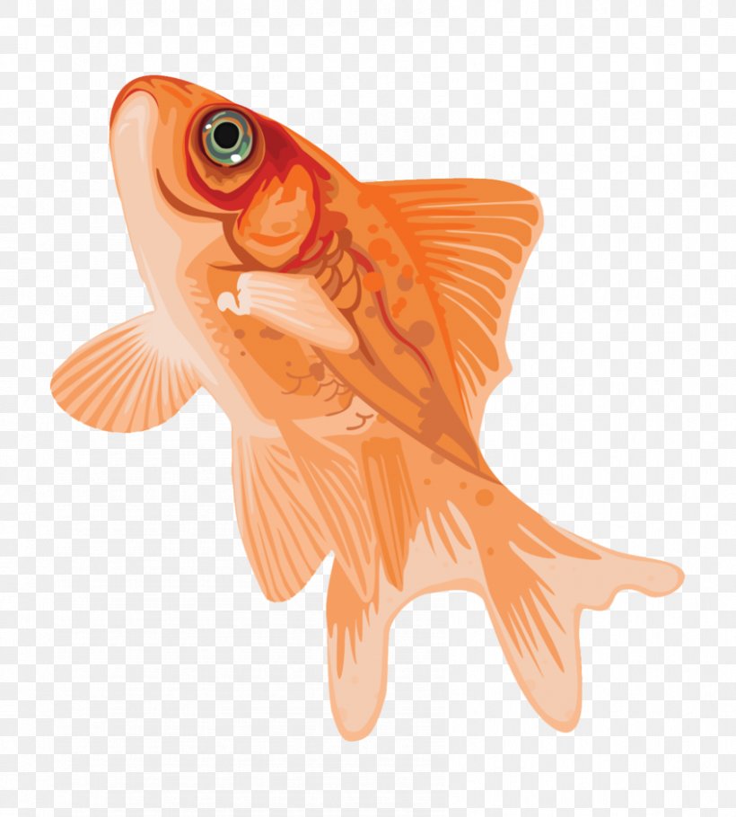 Goldfish, PNG, 848x942px, Goldfish, Bony Fish, Fish, Orange Download Free