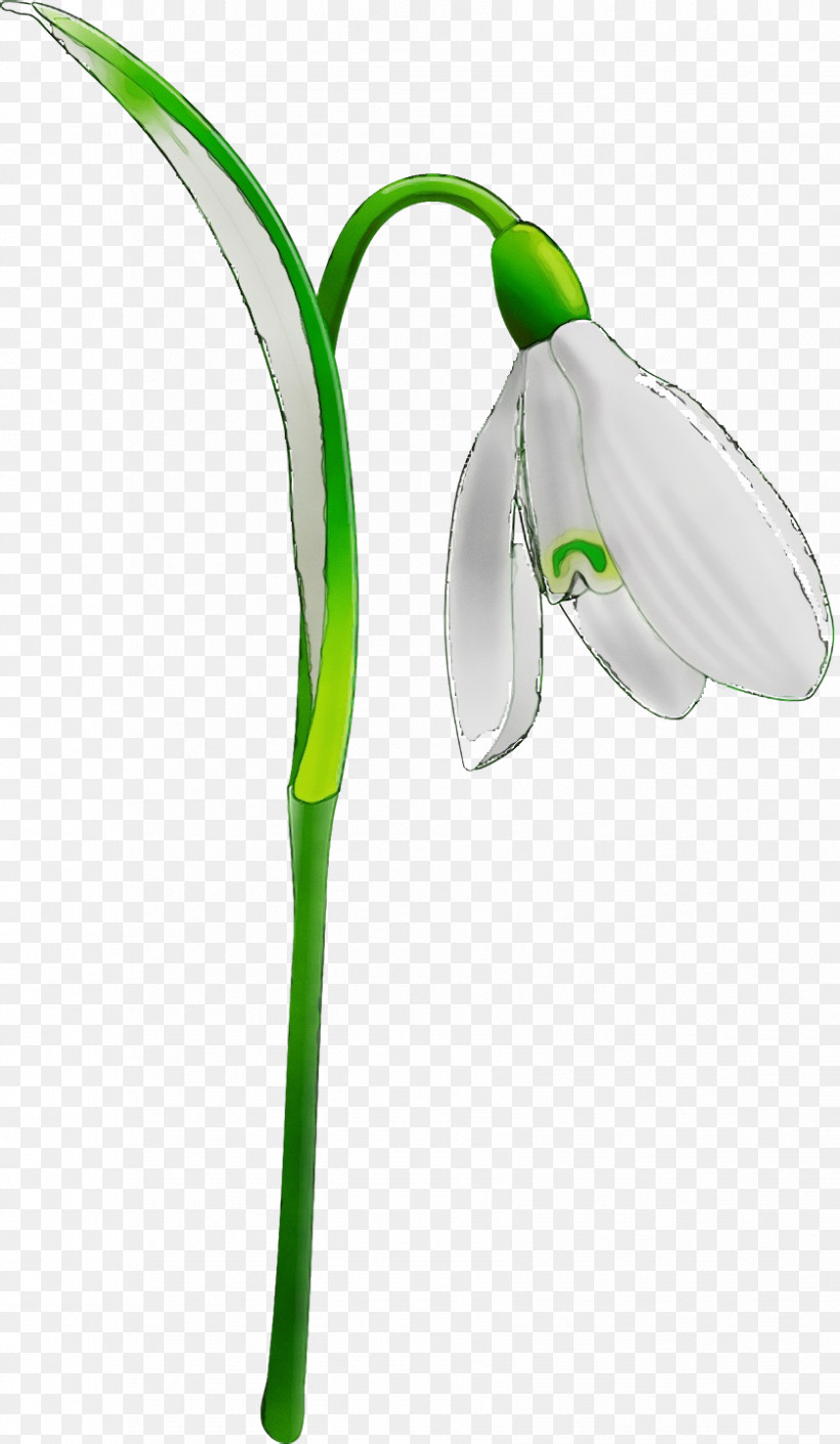 Green Snowdrop Flower Plant Galanthus, PNG, 838x1440px, Spring Flower, Amaryllis Family, Flower, Flowers, Gadget Download Free