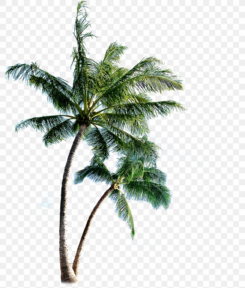 Phi Phi Islands Eleuthera Clip Art, PNG, 1276x1501px, Phi Phi Islands, Arecaceae, Arecales, Coconut, Date Palm Download Free