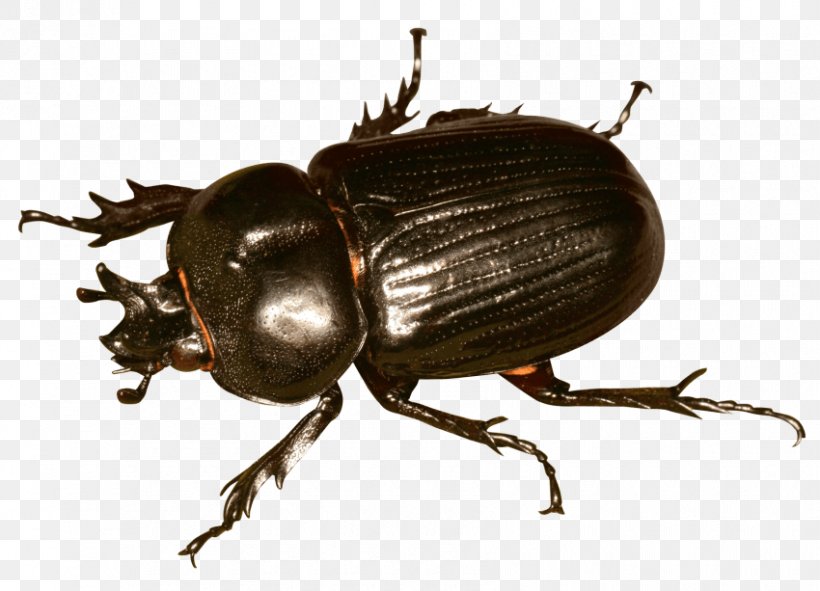 Beetle Clip Art Image, PNG, 850x613px, Beetle, Arthropod, Dung Beetle, Fauna, Image Resolution Download Free