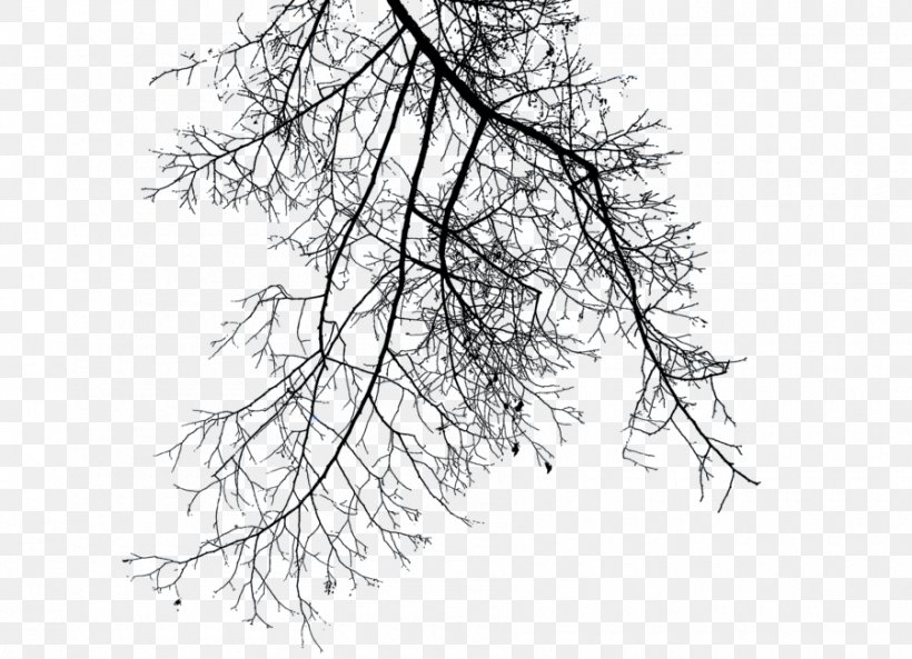 Branch Clip Art, PNG, 900x651px, Branch, Black And White, Image File Formats, Monochrome, Monochrome Photography Download Free
