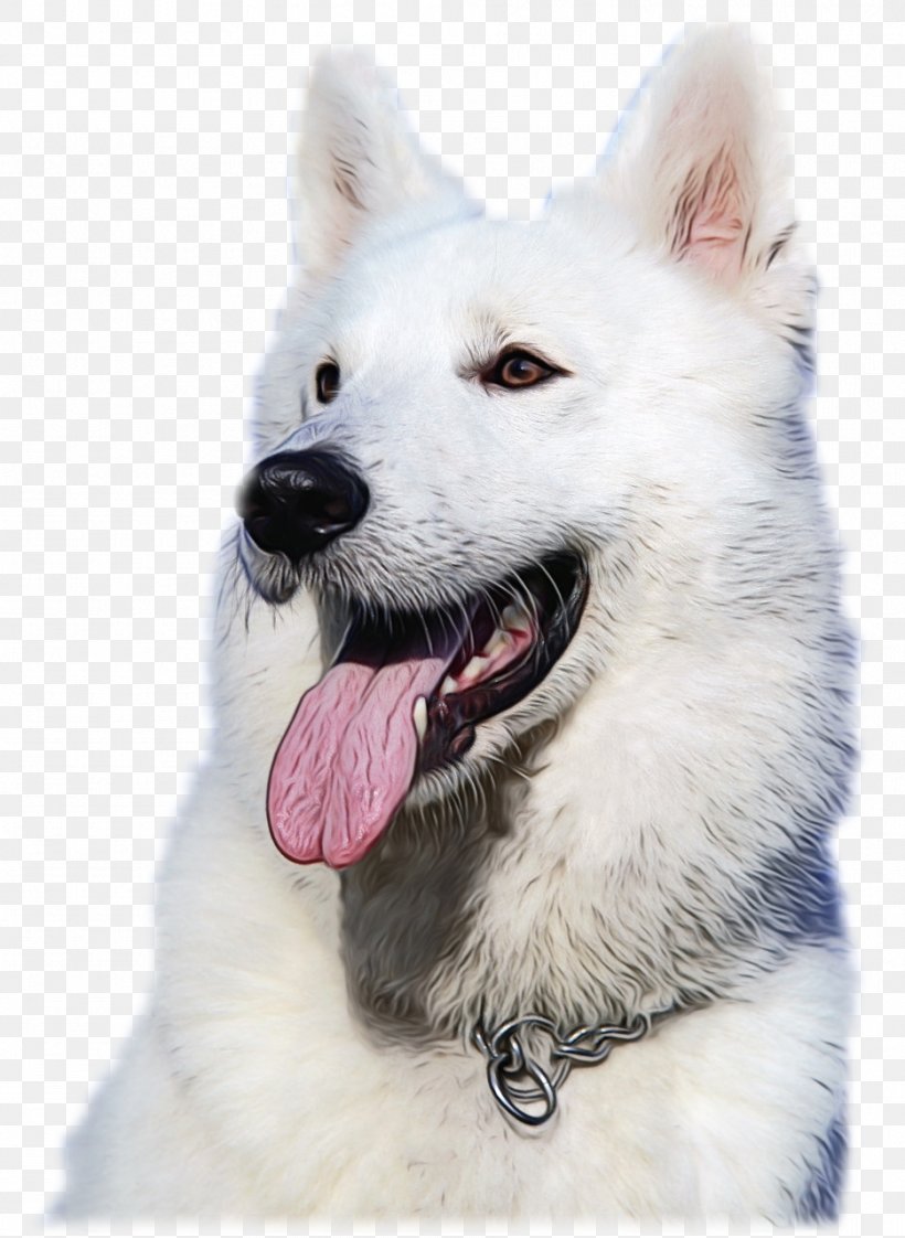 Cartoon Dog, PNG, 935x1280px, Berger Blanc Suisse, American Eskimo Dog, Ancient Dog Breeds, Breed, Canaan Dog Download Free
