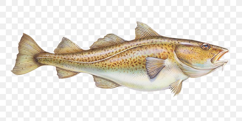 Fish Fish Cod Bass Bony-fish, PNG, 800x412px, Fish, Bass, Bonyfish, Cod Download Free
