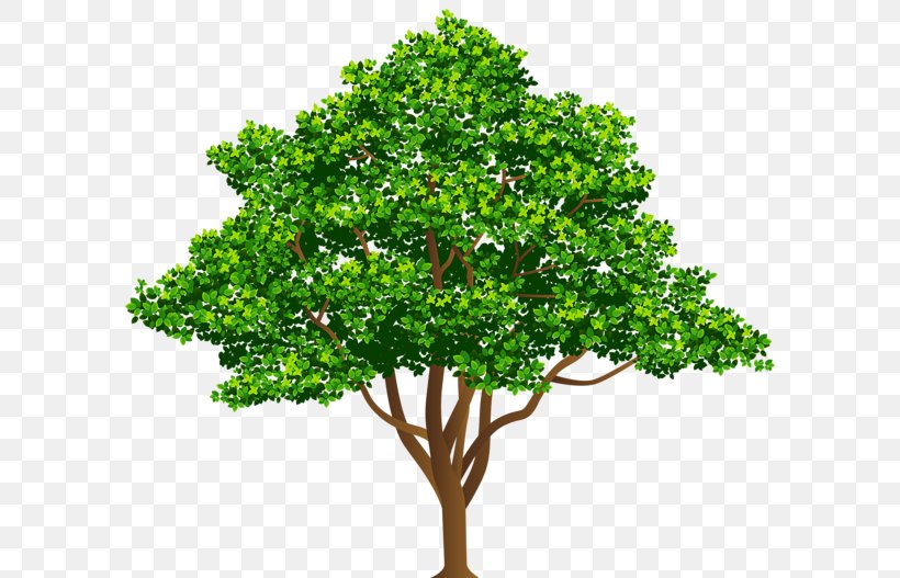 Tree Desktop Wallpaper Clip Art, PNG, 600x527px, Tree, Branch, Evergreen, Grass, Houseplant Download Free