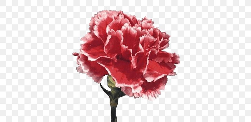 Carnation Cut Flowers Euroflora Clip Art, PNG, 400x400px, Carnation, Cut Flowers, Dianthus, Euroflora, Flower Download Free